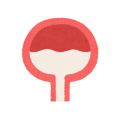 body_icon12_boukou.png膀胱